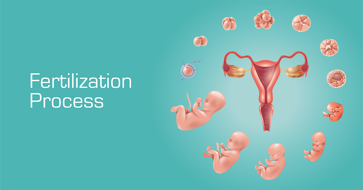 News Fertility Drugs And Their Role In Ivf News Fertility Drugs And Their Role In Ivf